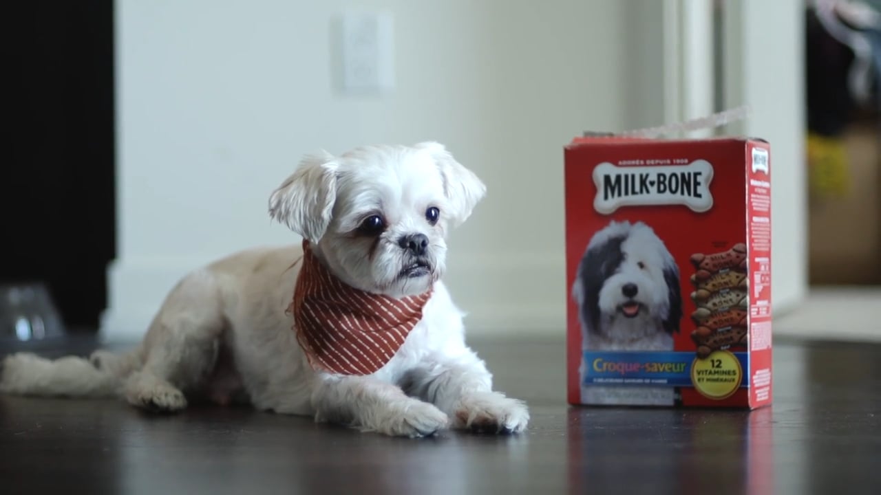 cover milk bone